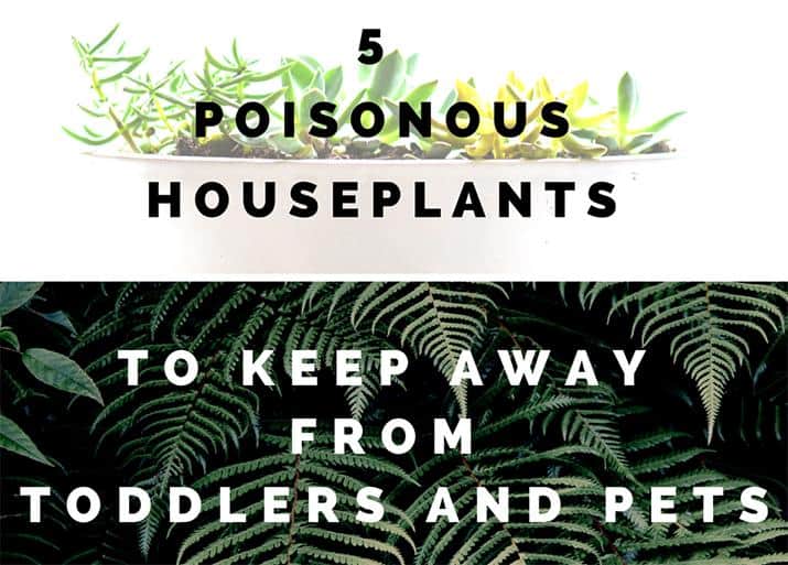 5 Poisonous Houseplants to Keep Away from Toddlers and Pets 715x513