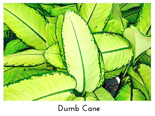 Dumb Cane 500x375