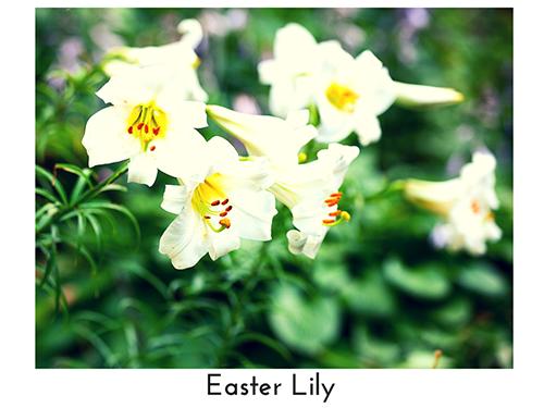 Easter Lily 500x375