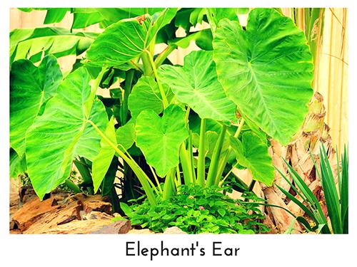Elephant's Ear 500x375