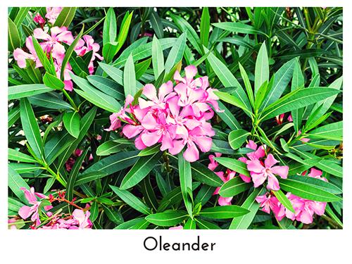 Oleander 500x375