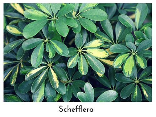 Schefflera 500x375