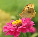 Flower and butterfly