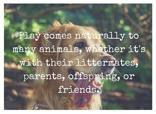 Playful Parenting 101 500x366 - Child Development Institute